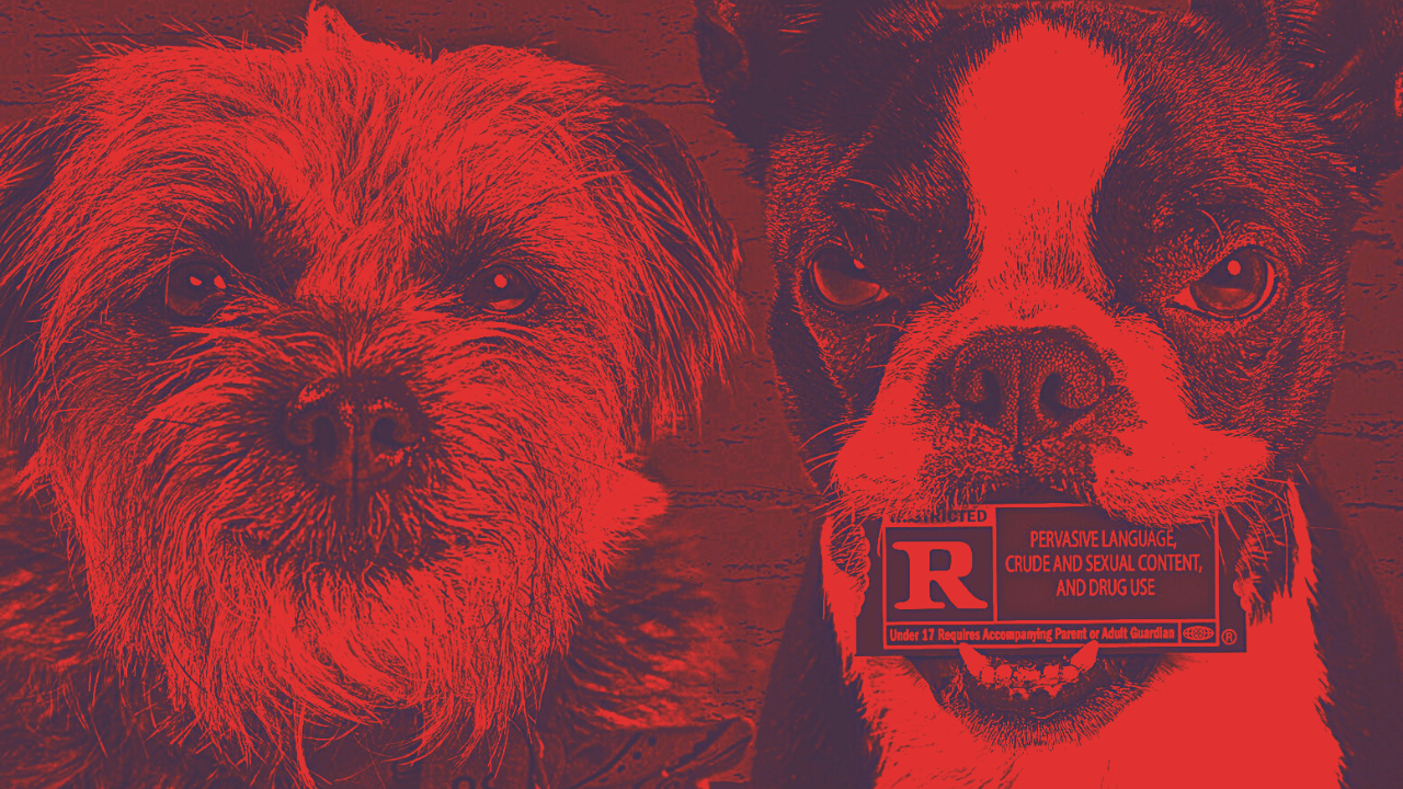 Strays – All Pets Are Off